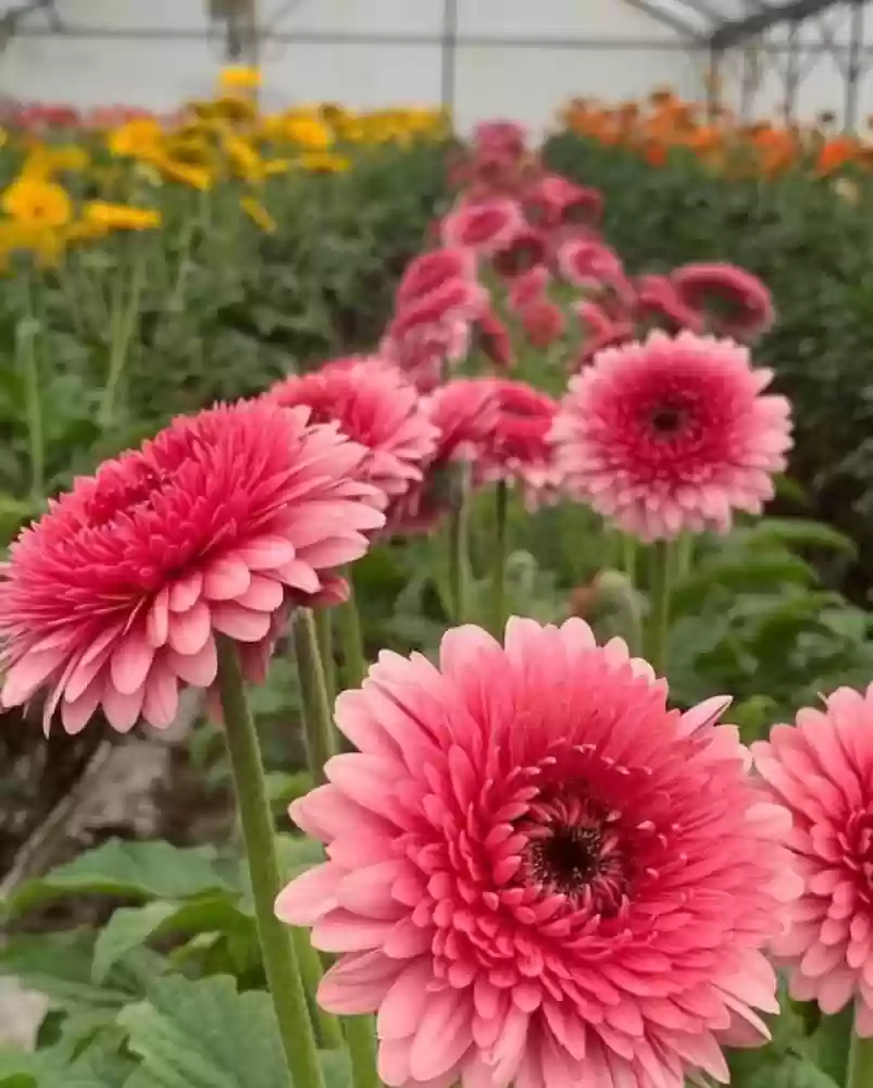 Gerbera Flower